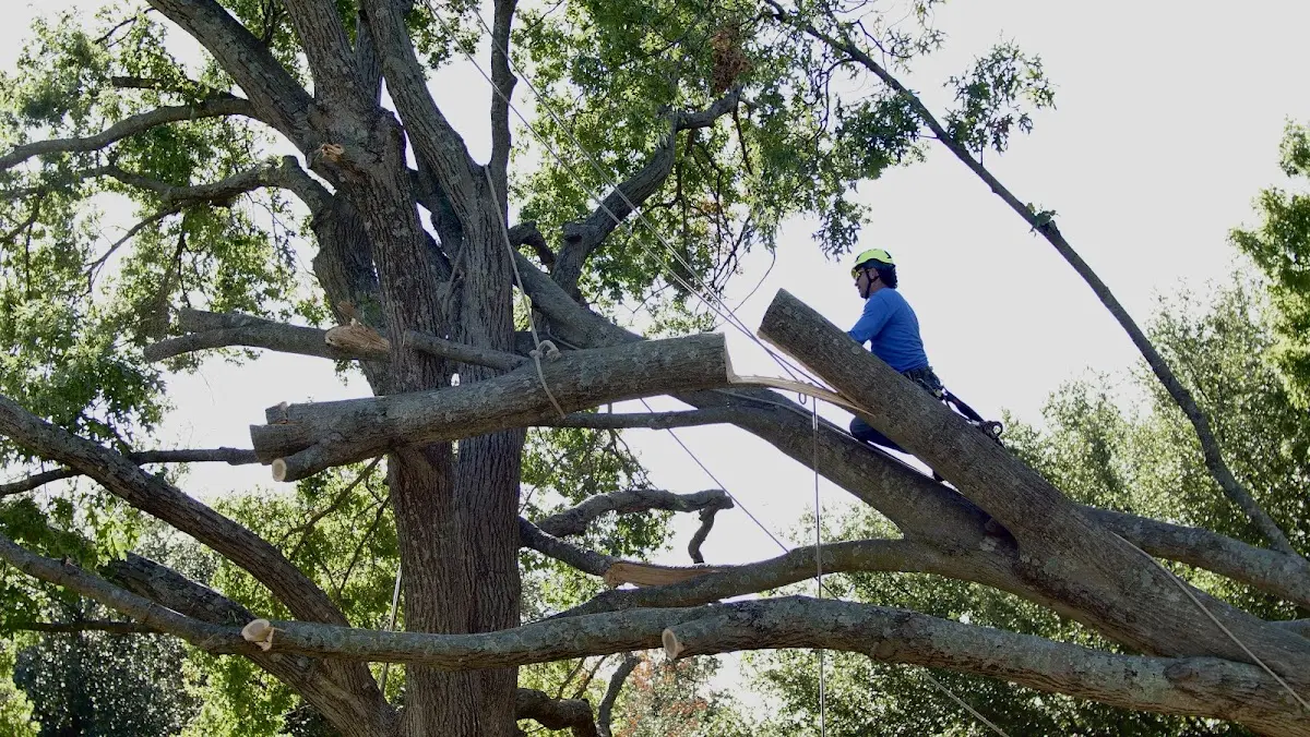 Professional Crown Thinning performed by certified arborists in Wesley